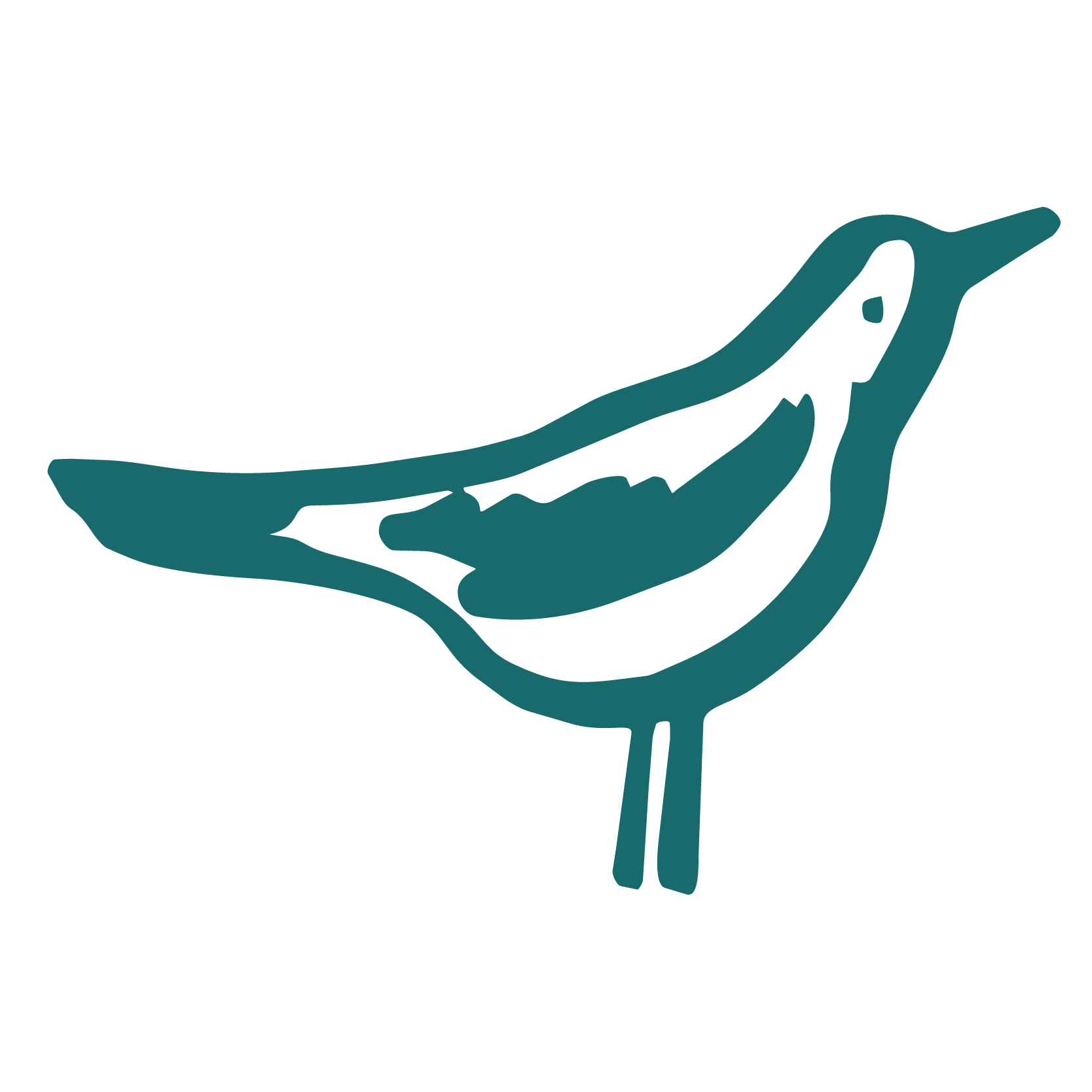 seagull illustration